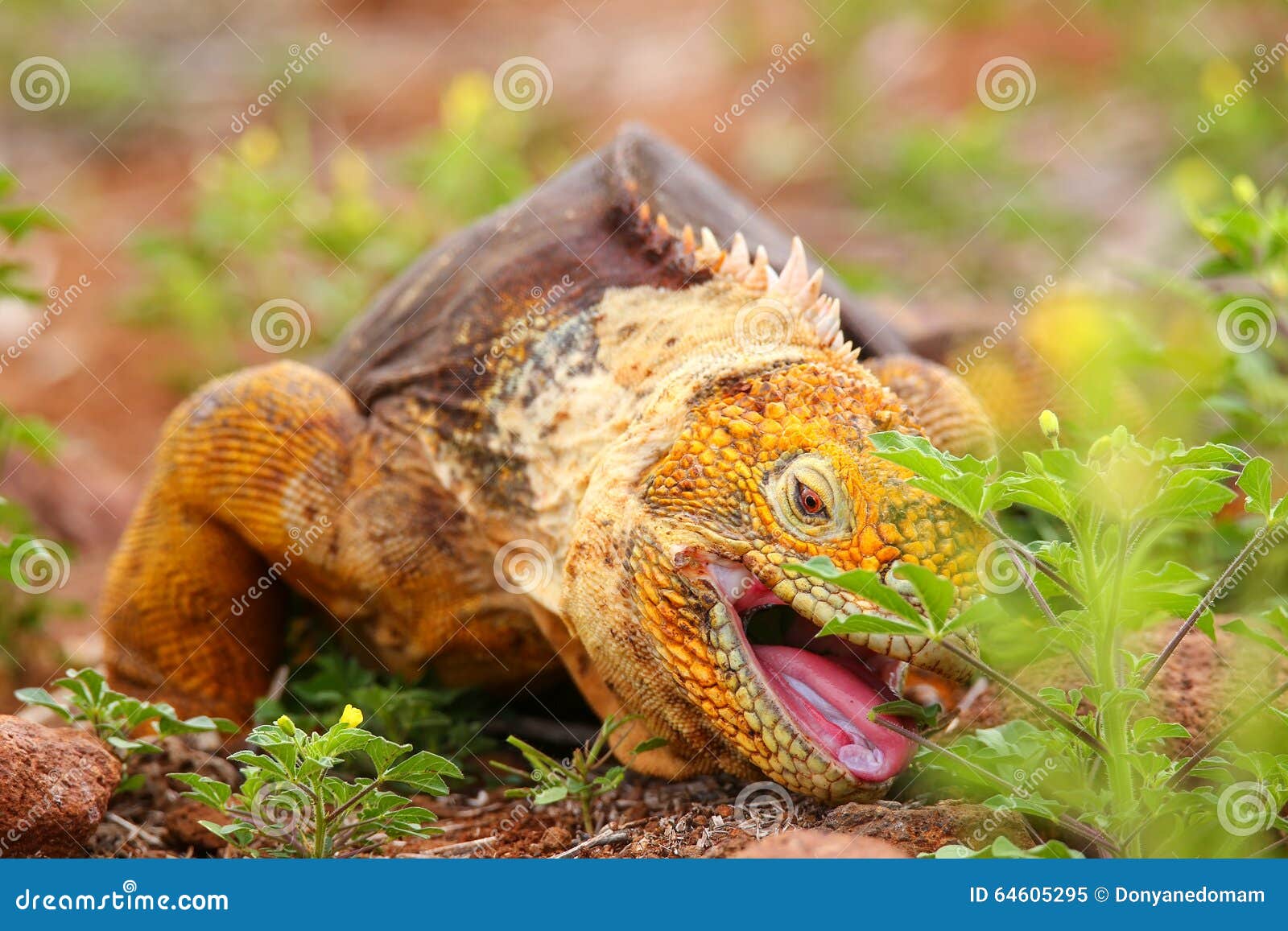 iguana que come
