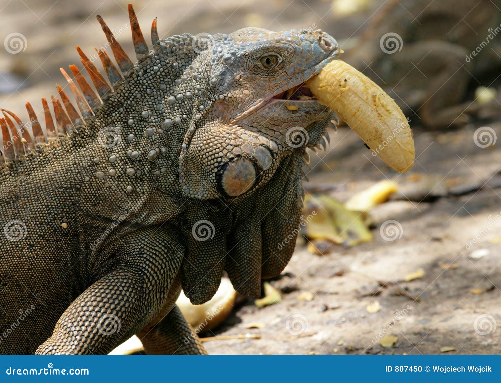 iguana banana