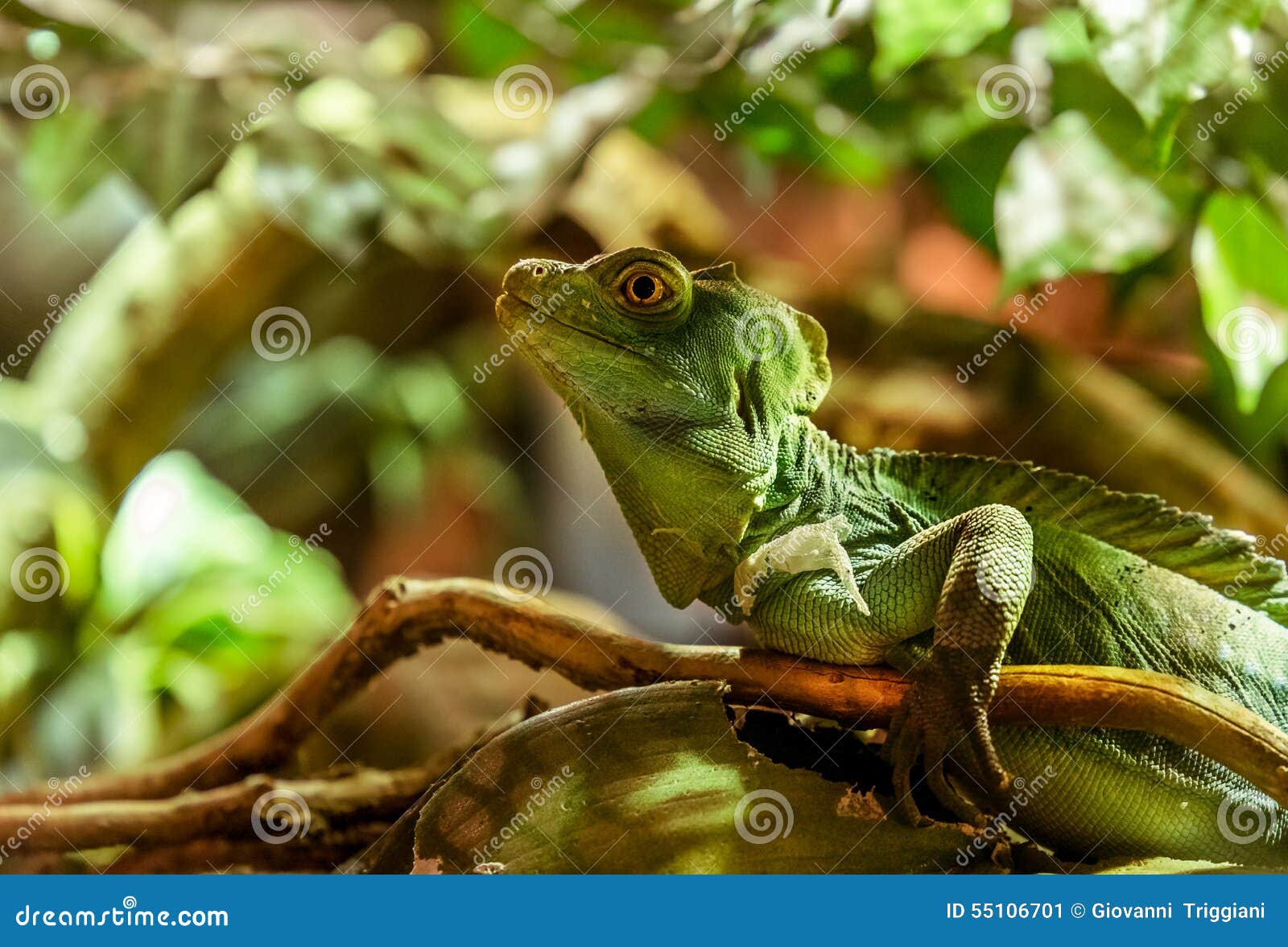 iguana natural habitat