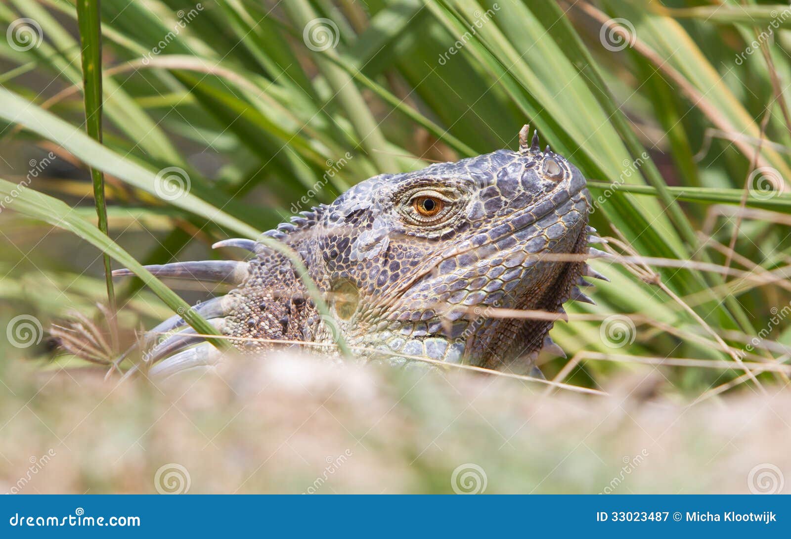 iguana natural habitat