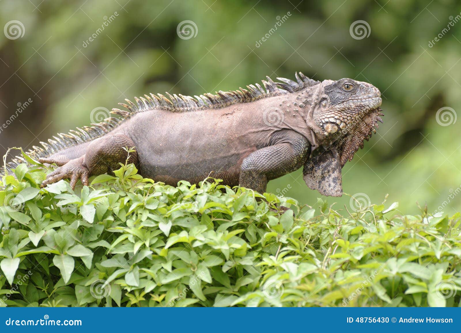 iguana peru