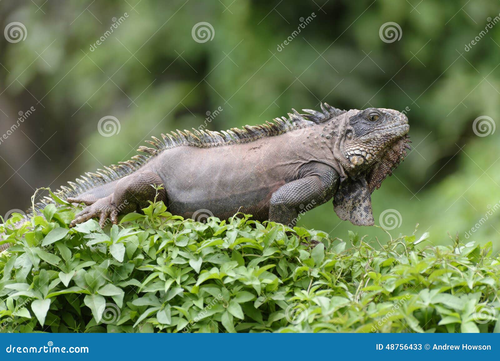 iguana green peru