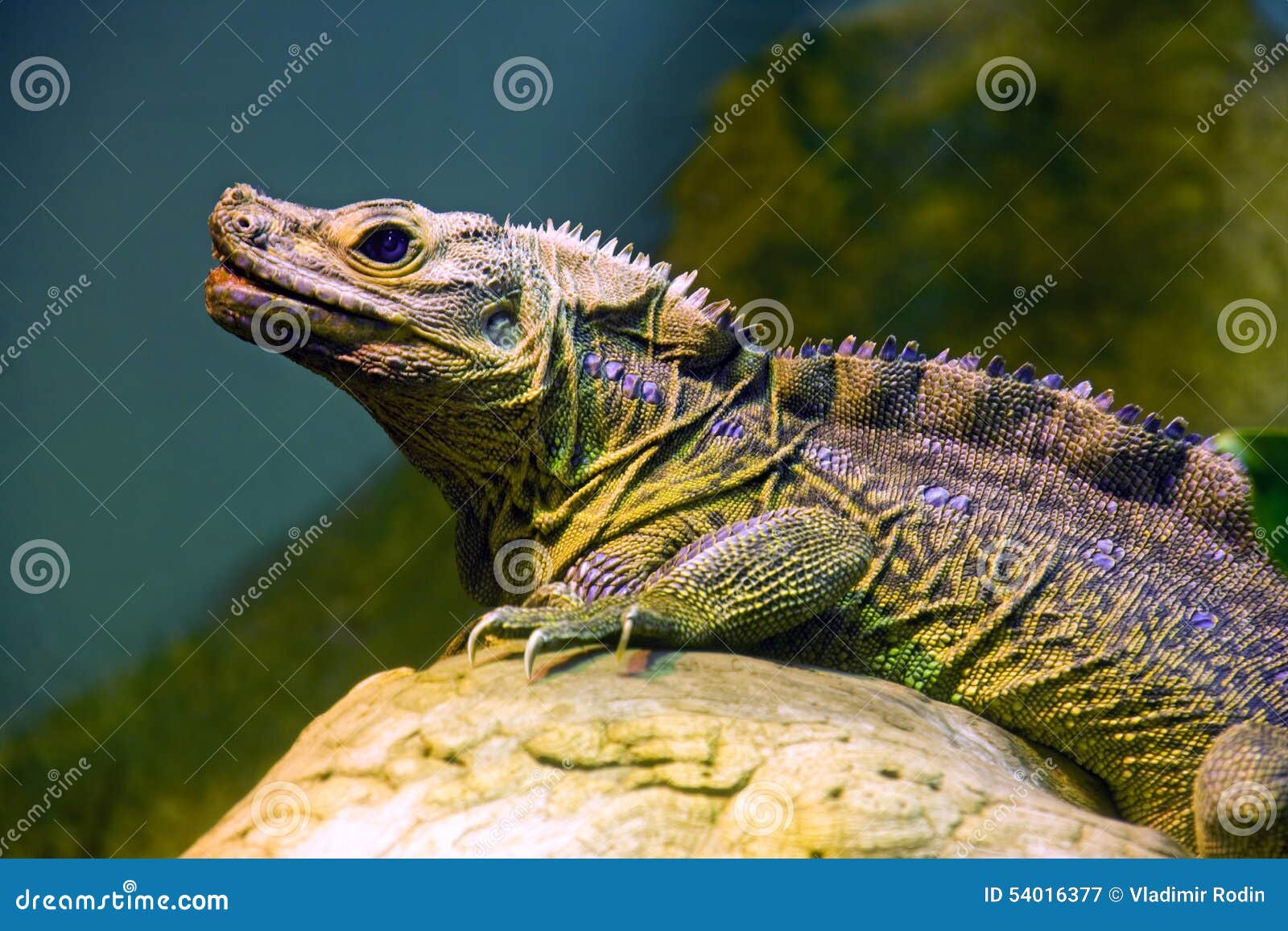iguana dragon forest iguana dragon forest
