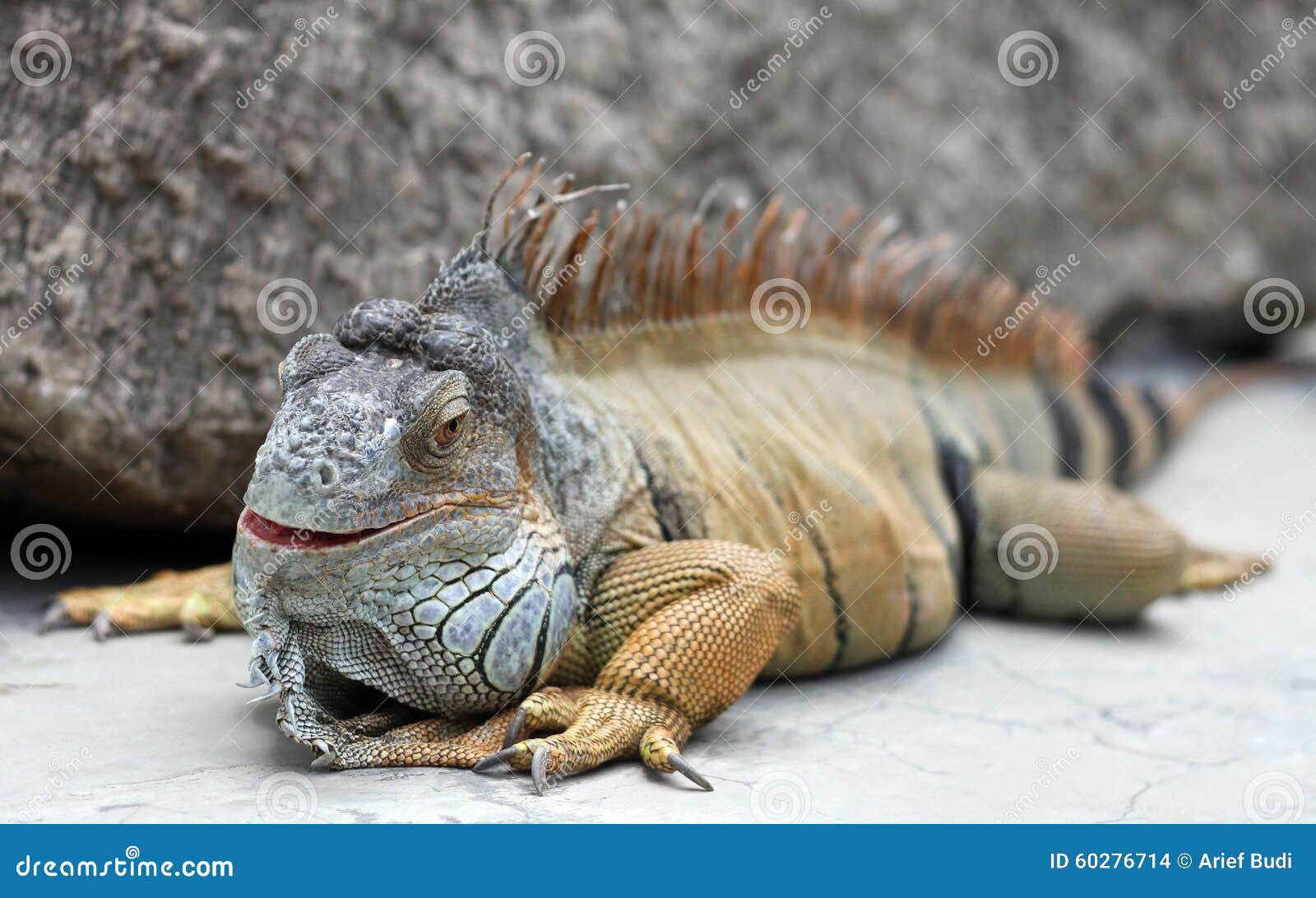 iguana indonesia