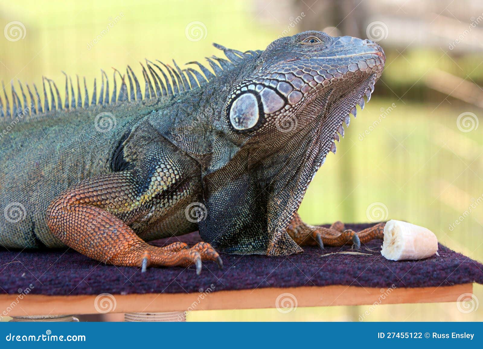 iguana banana