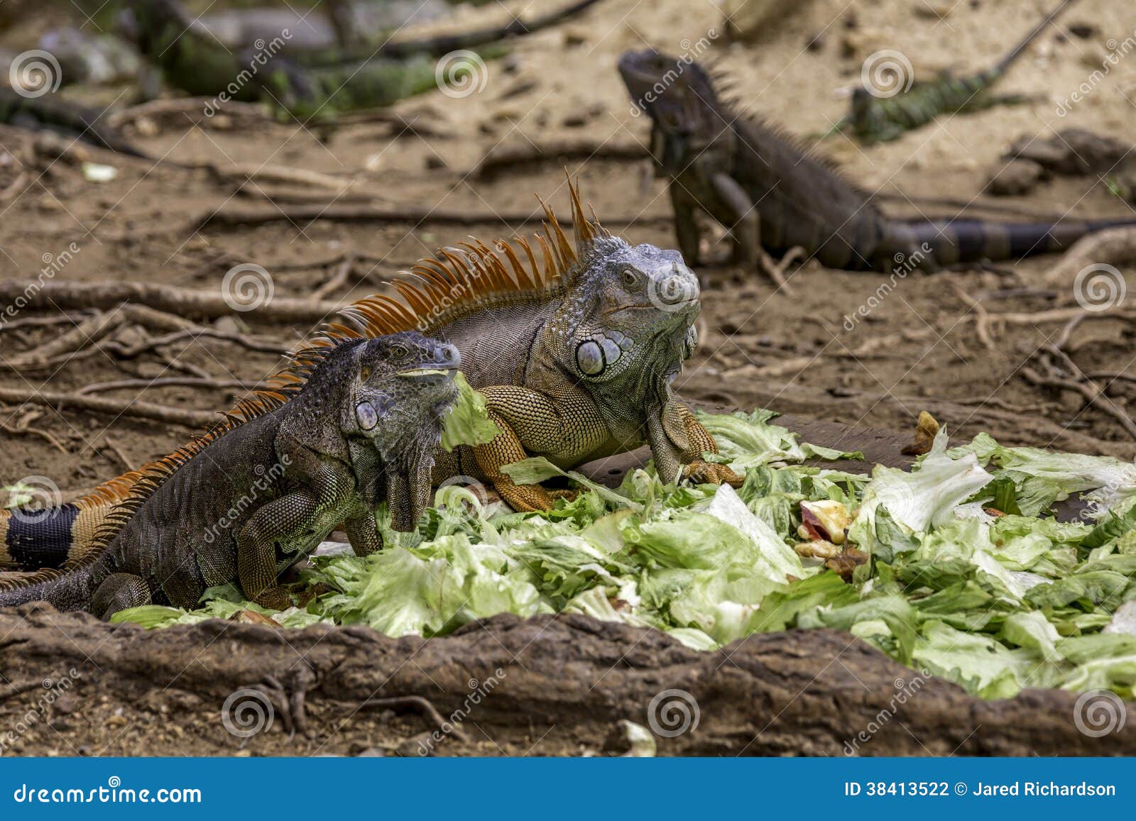 iguana que comen