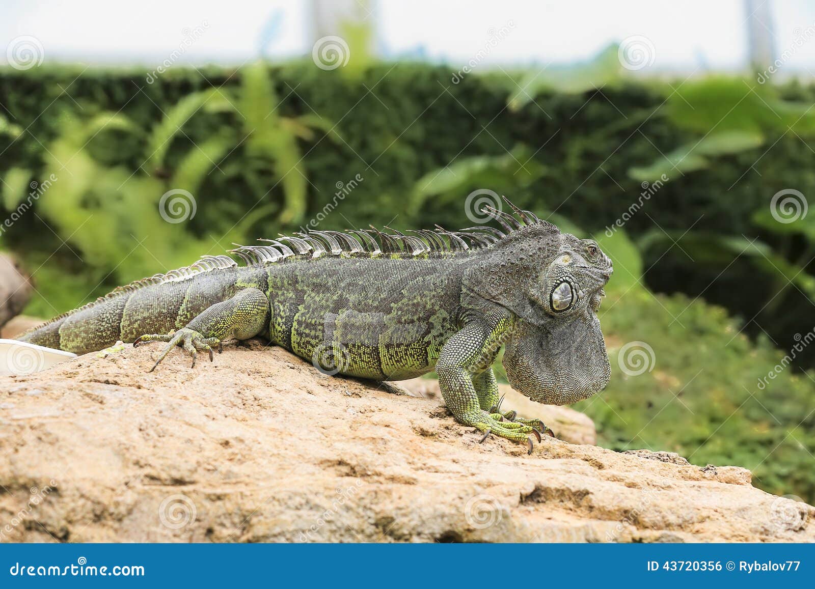 iguana natural habitat