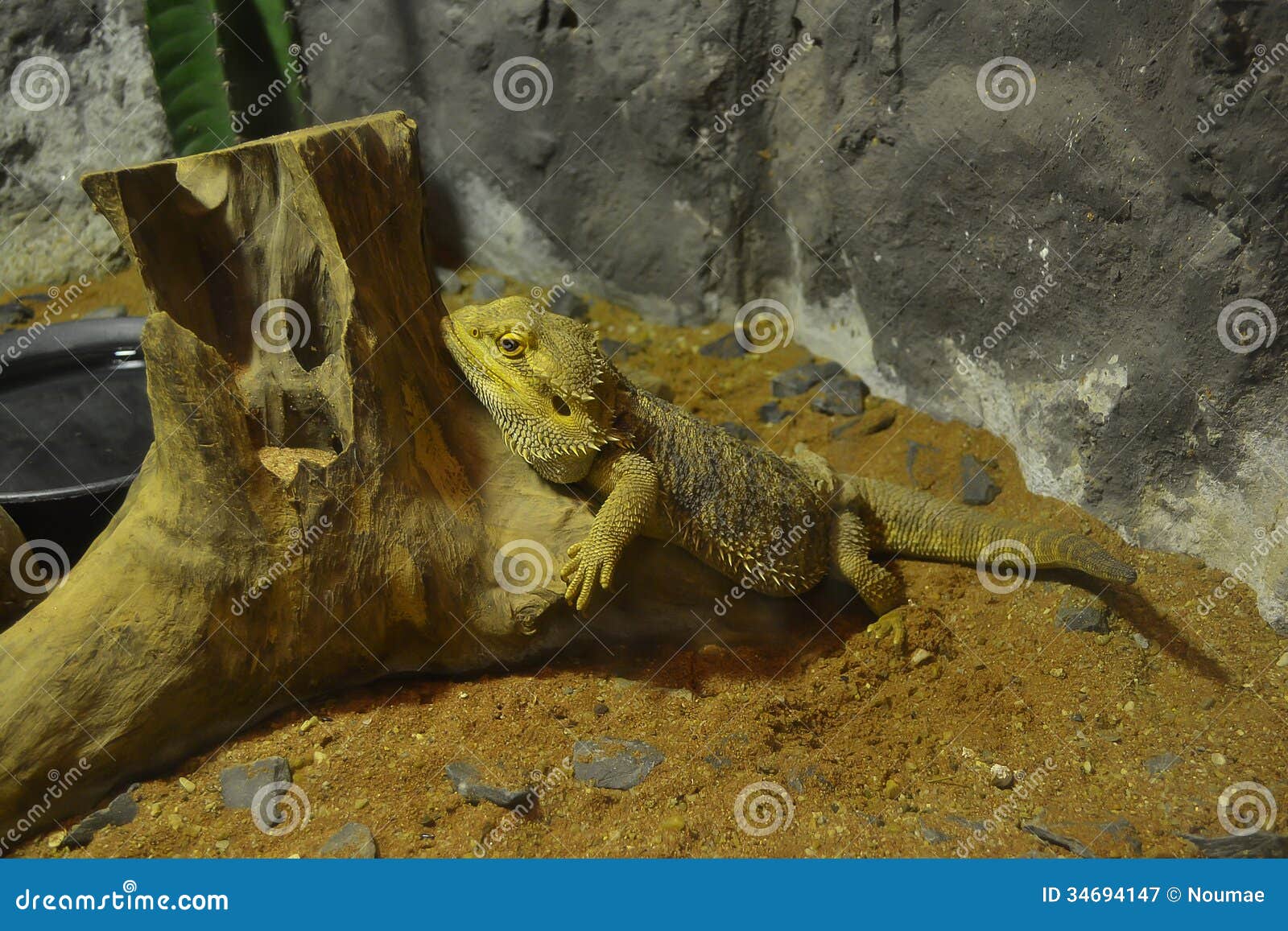 iguana kuning