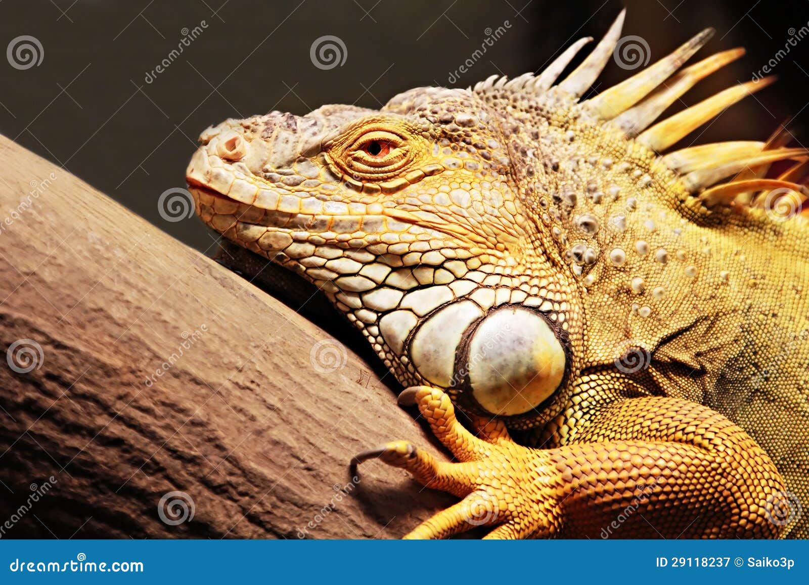 iguana kuning