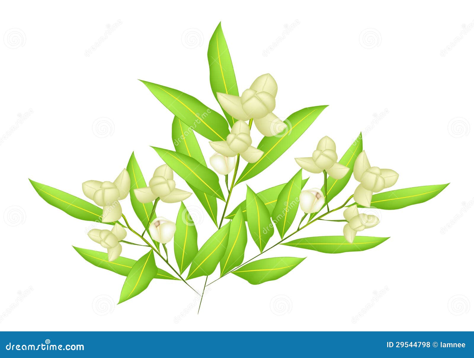 Beautiful Flower, An Illustration White Color of Ylang-Ylang Flowers 