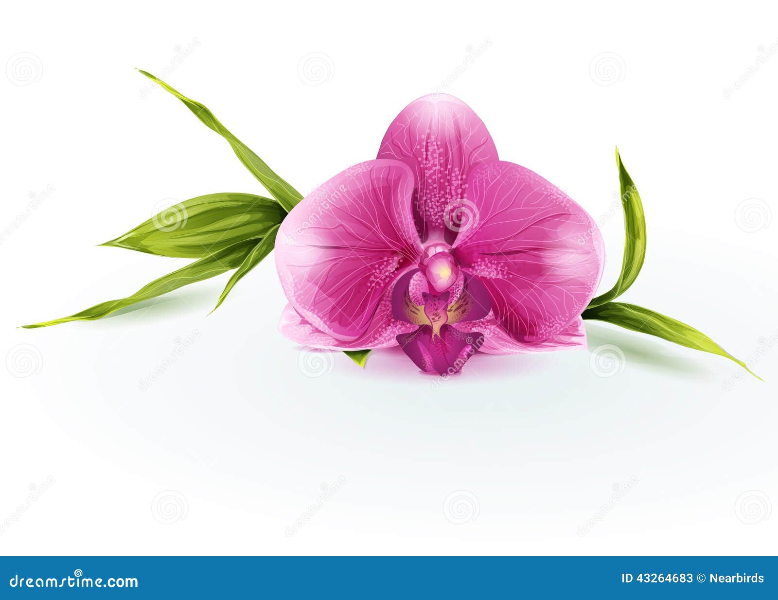 Pink Orchid Drawing