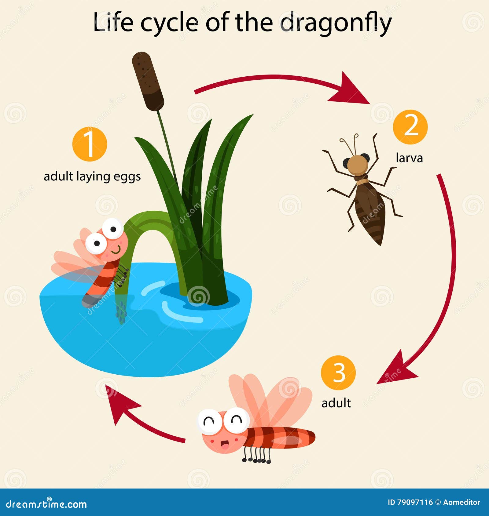 illustrator life cycle dragonfly education 79097116