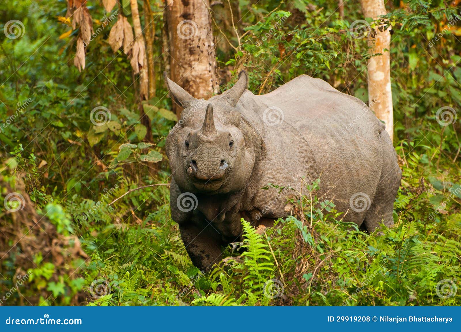 even today there exists a species of rhinoceros with one