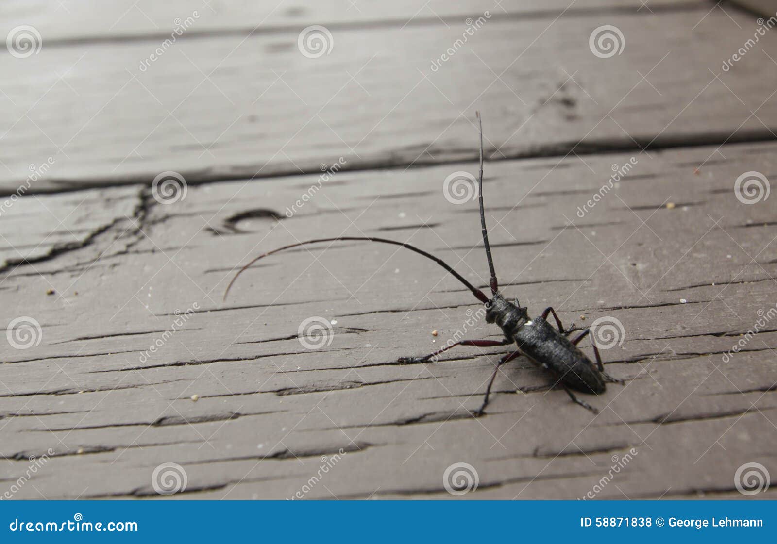 insect porch sawyer beetle summer morning front 58871838