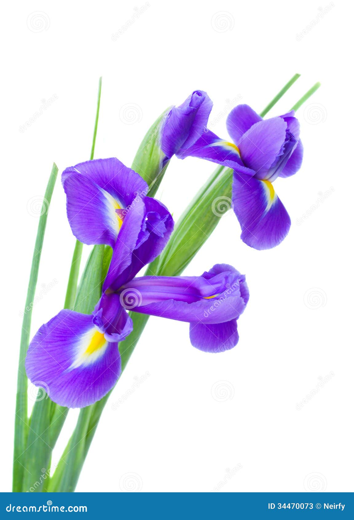 Iris Flower Clipart Irises flower posy isolated on