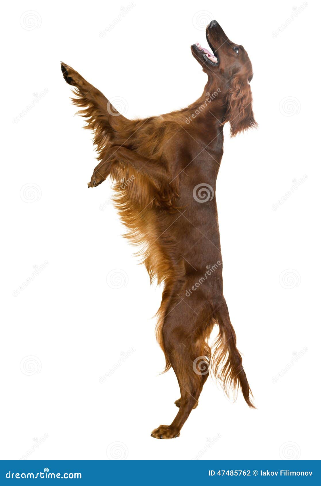 Jumping Irish Setter. Isolated on white background. Jumping Irish Setter. Isolated on white background.