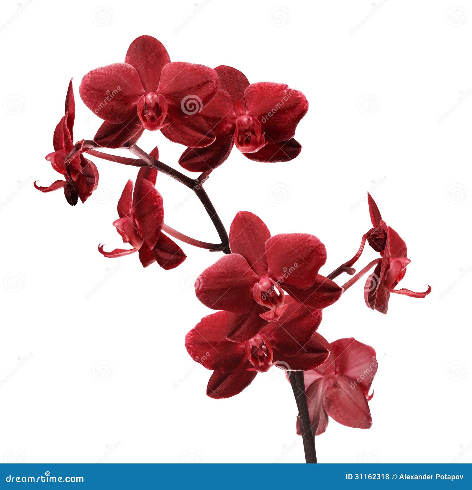 Red Orchid Flower