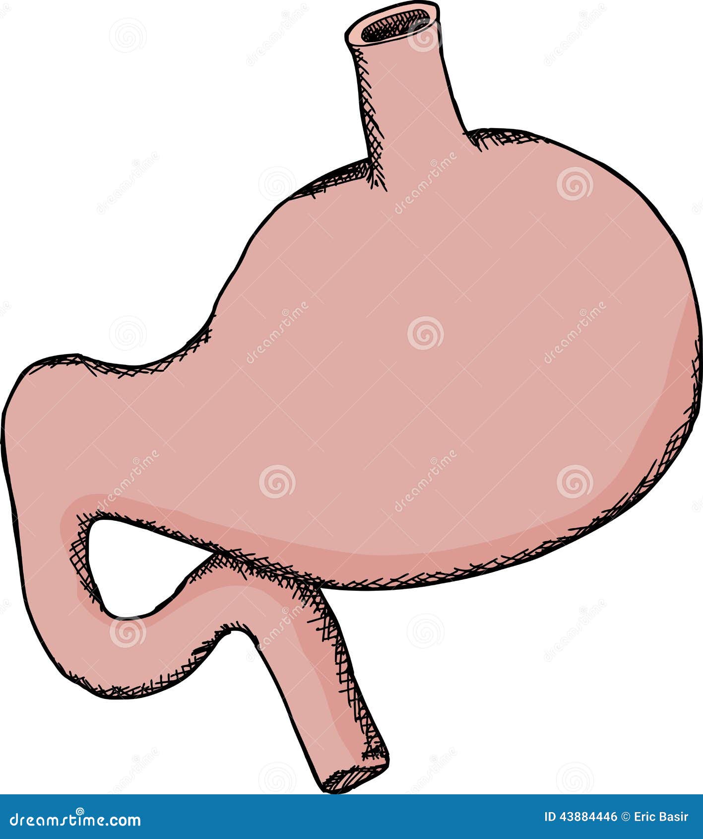 human stomach clipart - photo #34