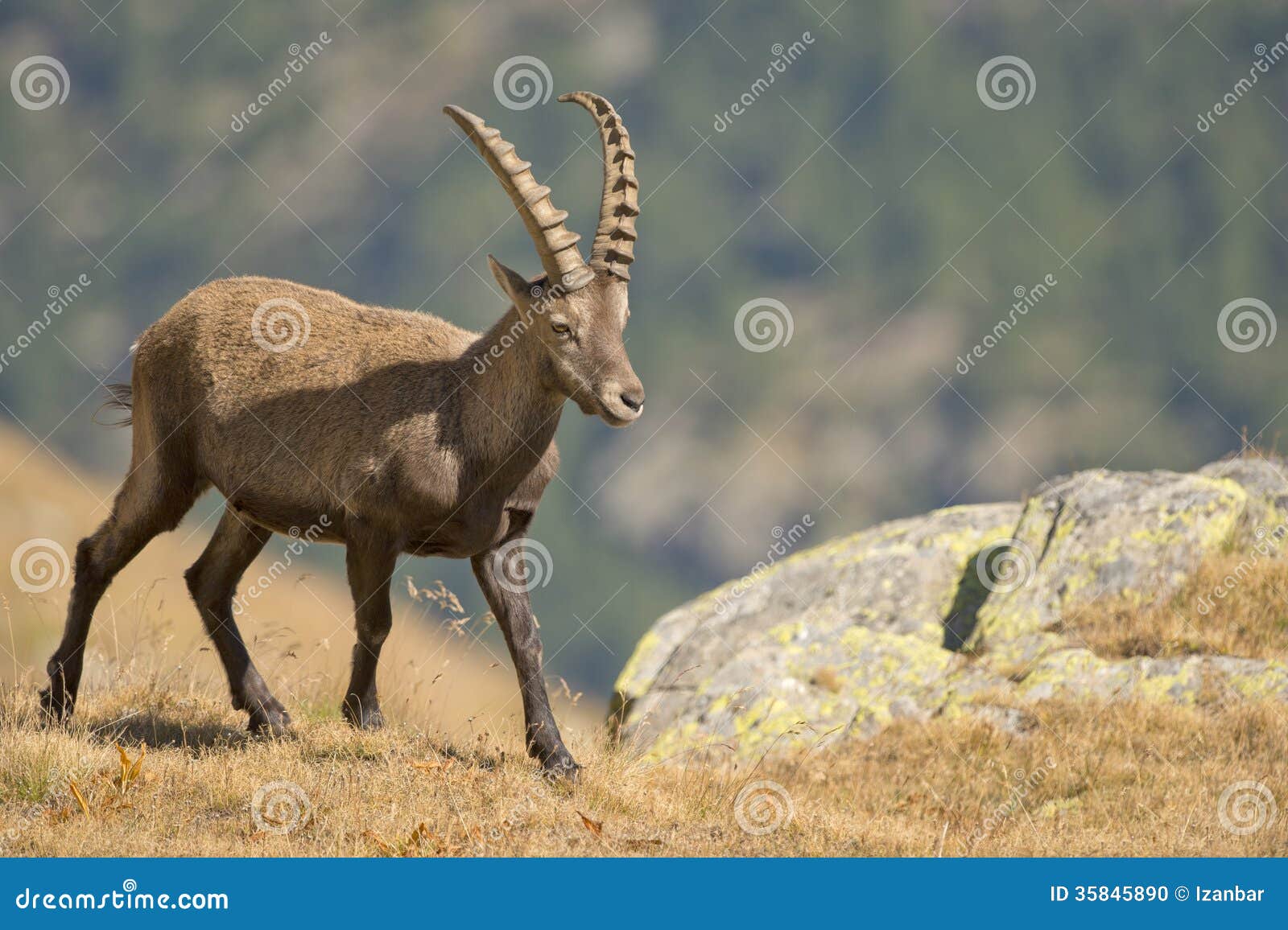 African+Animals+with+Long+Horns An isolated ibex deer long horn sheep close up portrait on the brown ...