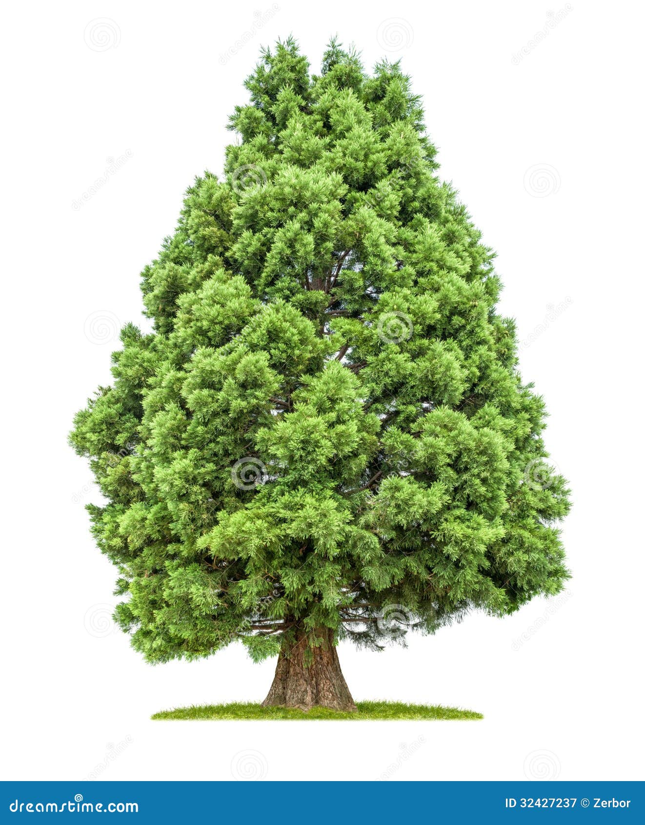 Single Redwood Tree