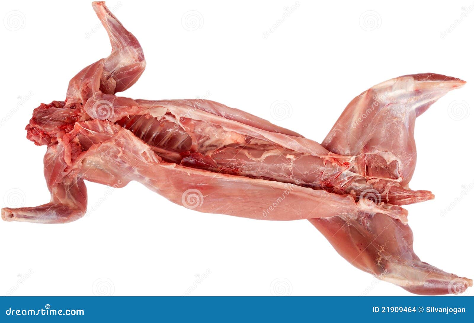 isolated-skinned-rabbit-21909464.jpg