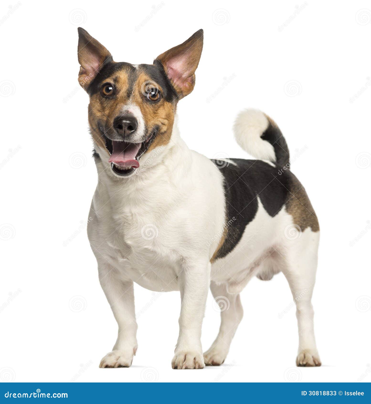 Jack <b>Russell Terrier</b>, 3 Jahre alt, Stellung und Keuchen Stockfotos - jack-russell-terrier-jahre-alt-stellung-und-keuchen-30818833