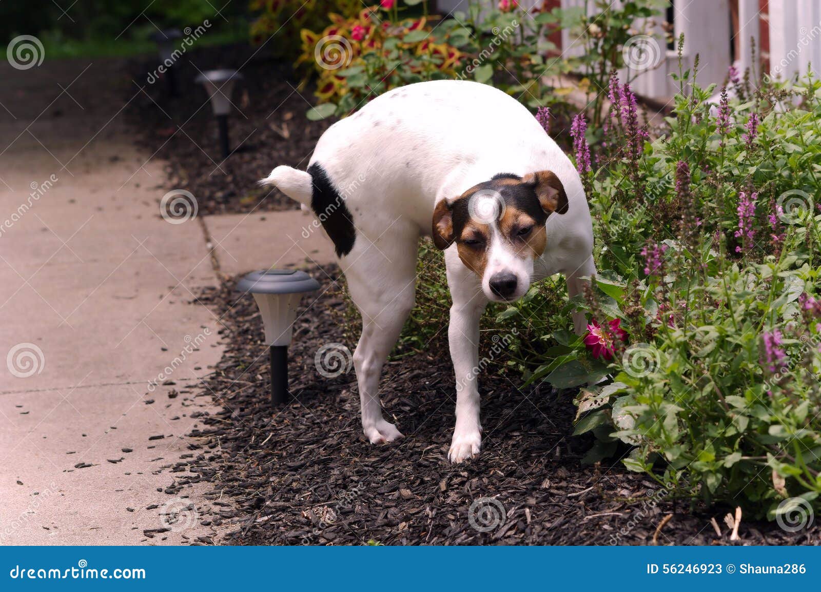 jack-russell-terrier-peeing-plants-dog-l