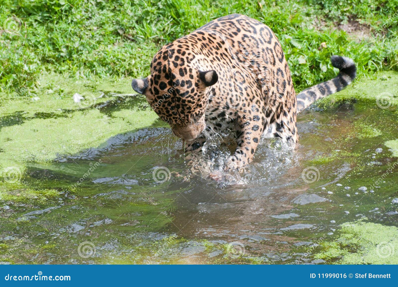 Jaguar Royalty Free Stock Image - Image: 11999016