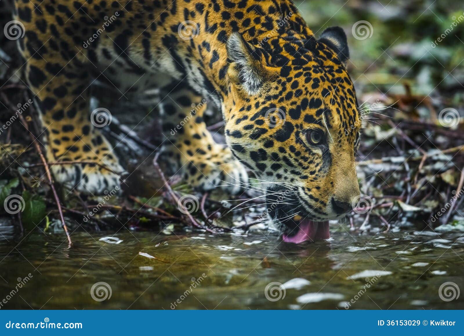 Close Up Animals Drinking Water Close Up Animals Drinking Water