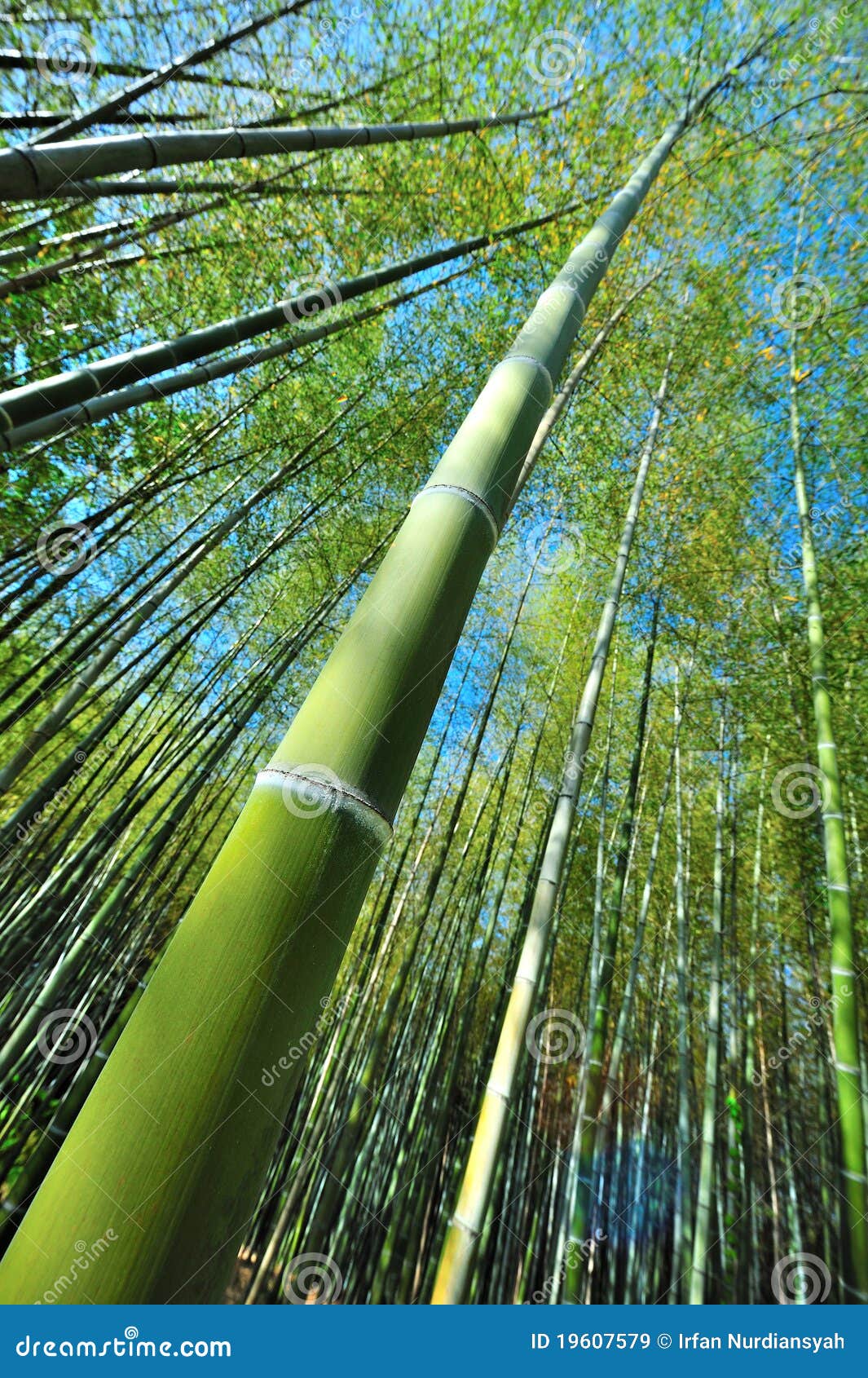 wie hoch wird bambus