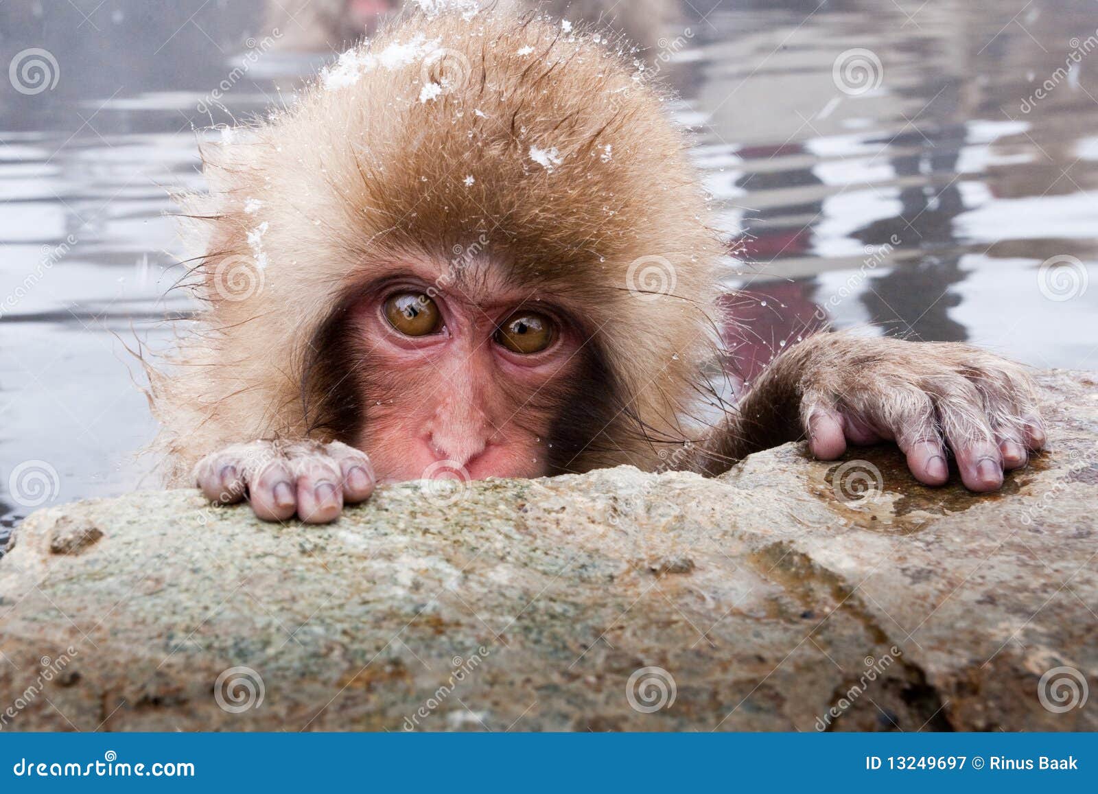 http://thumbs.dreamstime.com/z/japanese-macaque-13249697.jpg