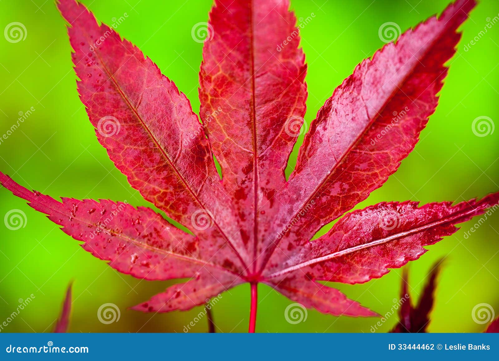 Japanese Maple Leaf Stock Photography Image 33444462