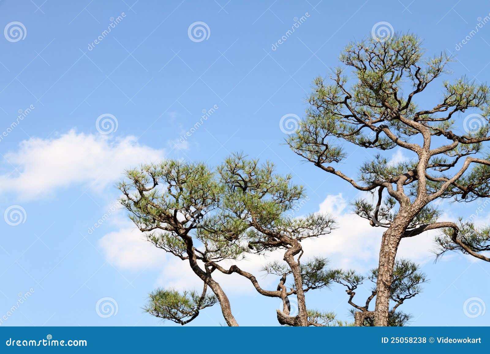 Japanese Pine T...