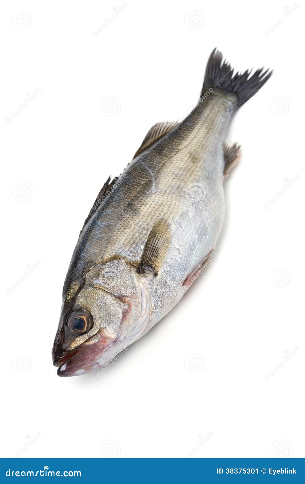 Asian Bass 97