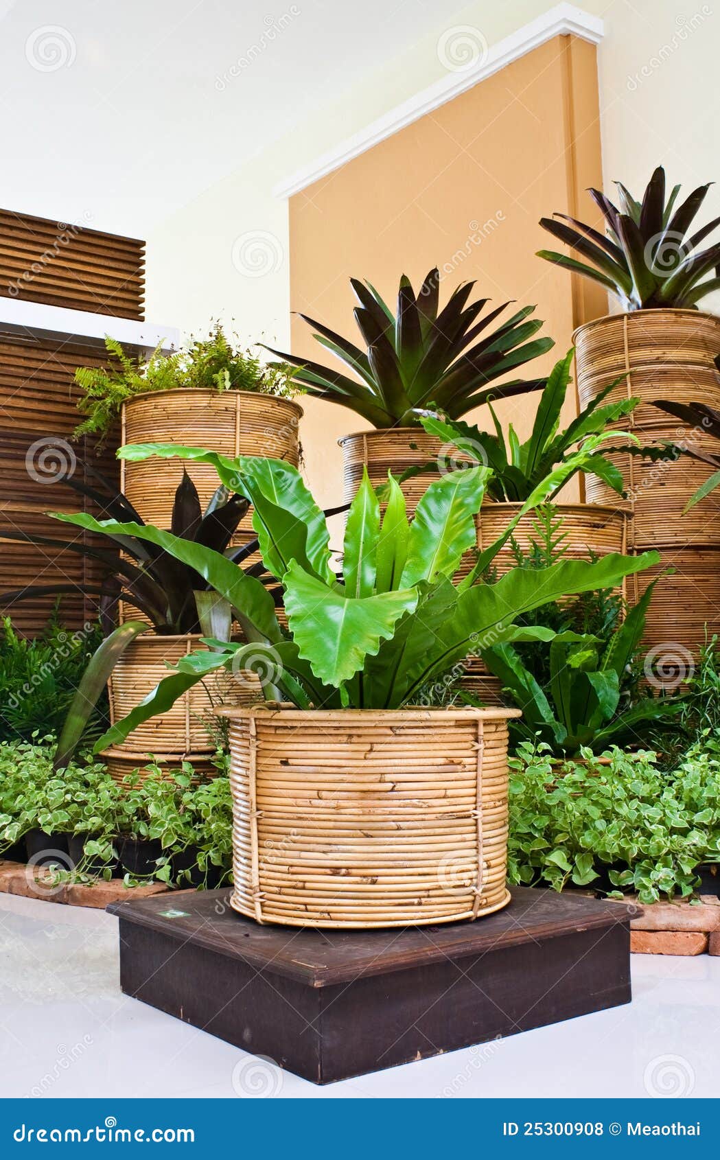 Jardin Decoration Fougere Jardin Decoration Fougere