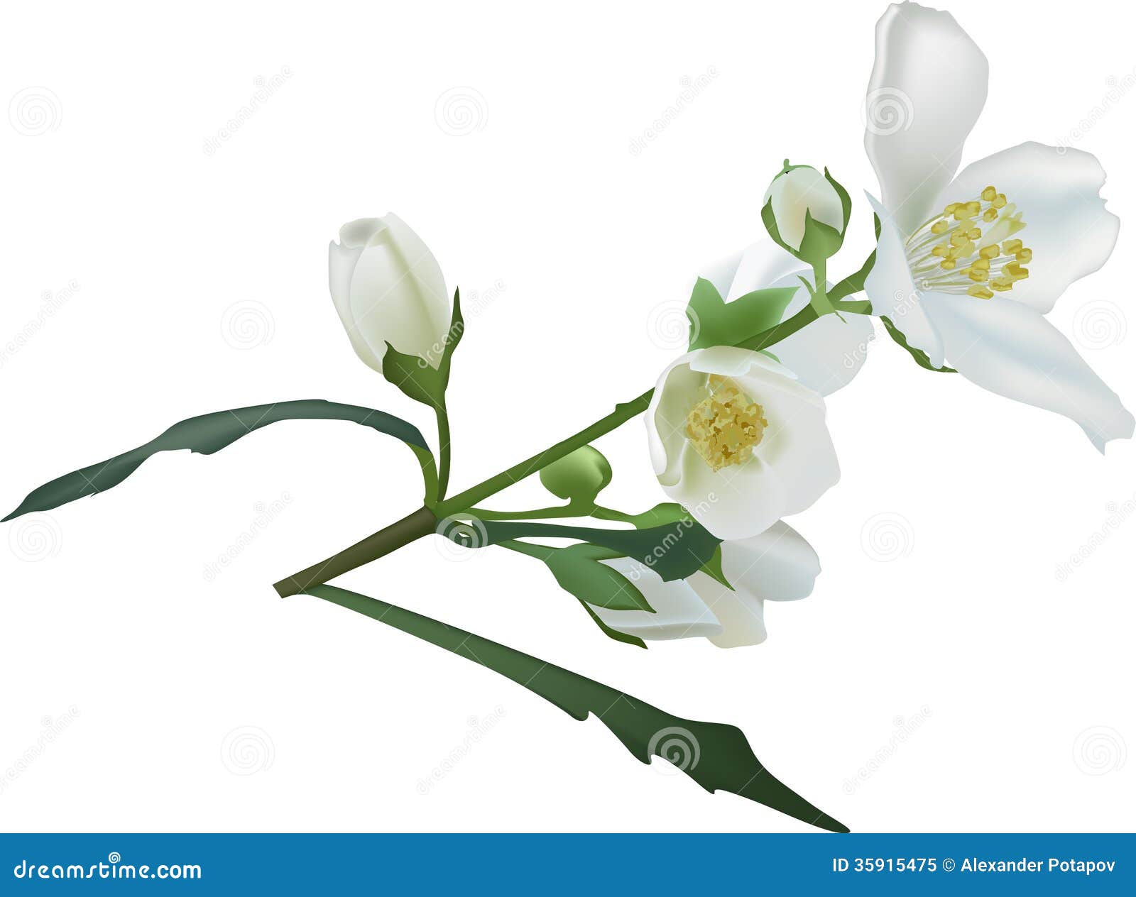 free clip art jasmine flower - photo #8