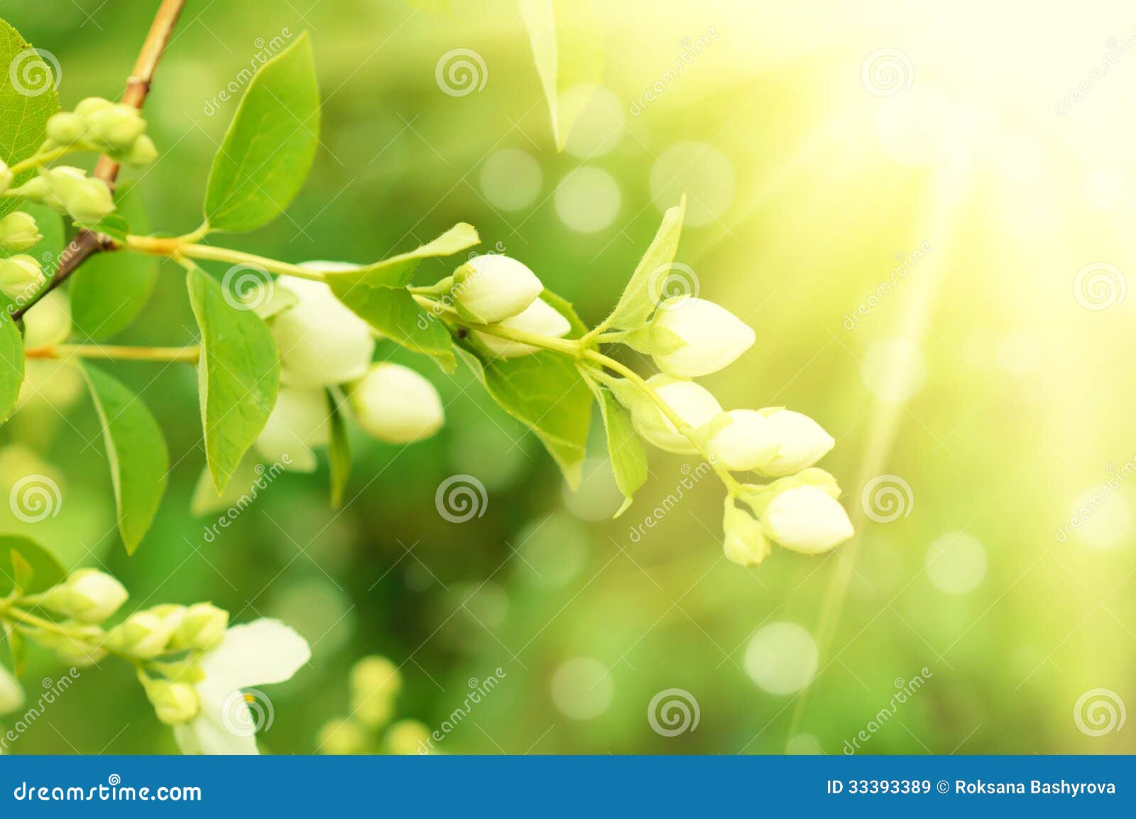 Jasmine flower growing on the bush in garden with sun rays and bokeh.