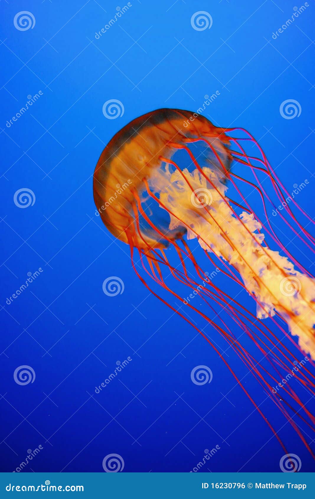  - jellyfish-vancouver-aquarium-16230796