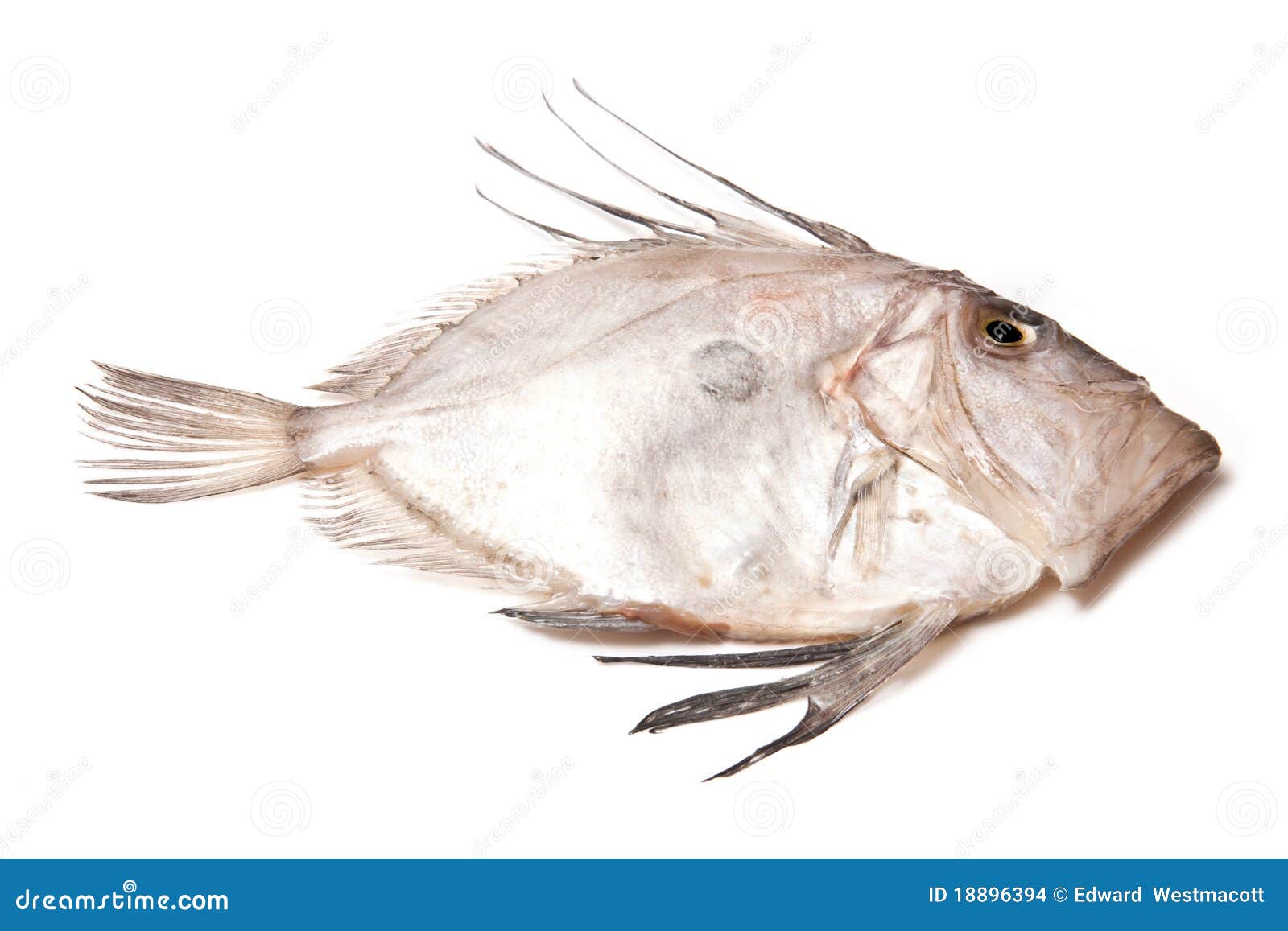 John Dory fish , also known as St Pierre or Kuparu.