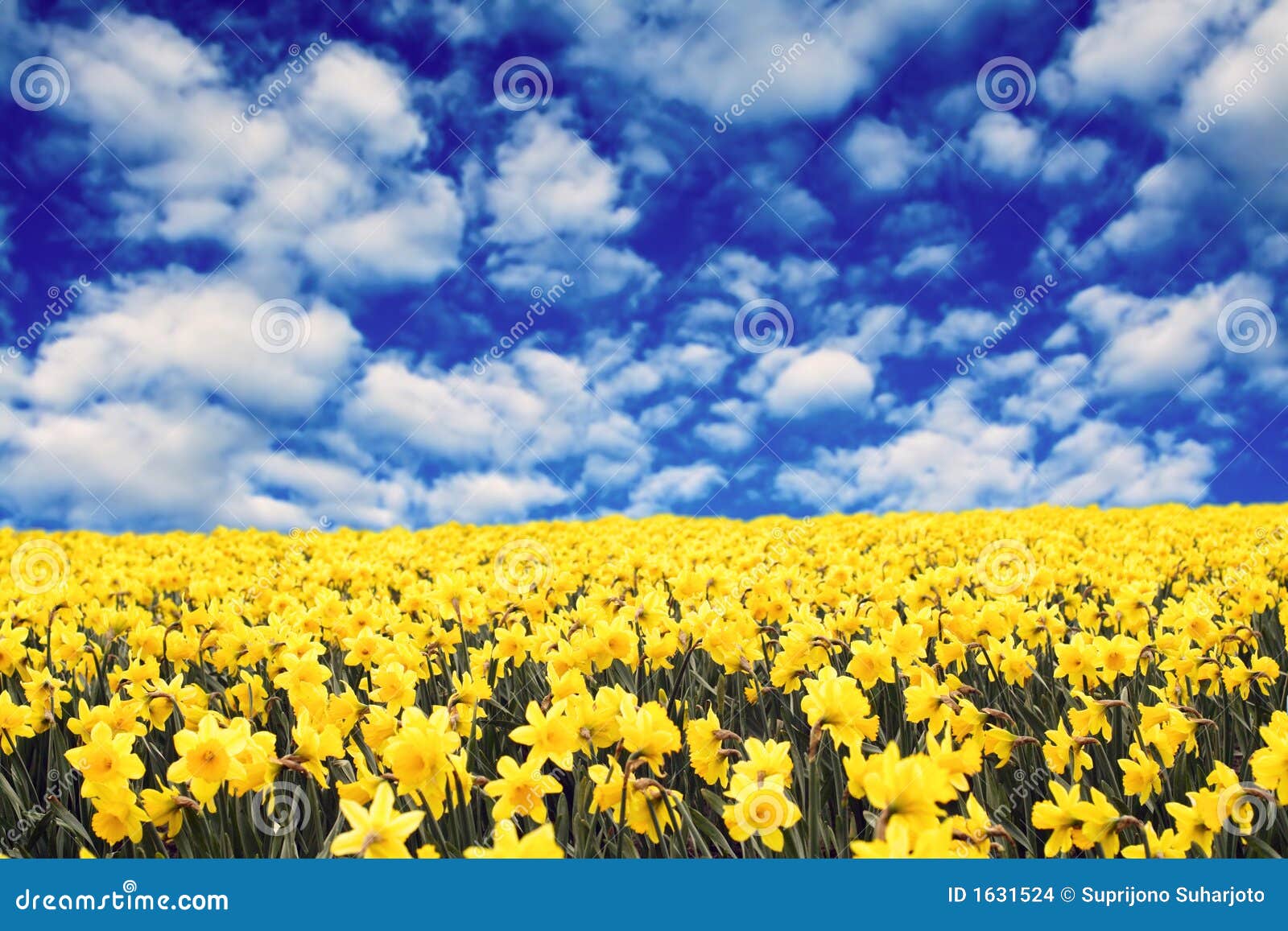 images clipart jonquilles - photo #13