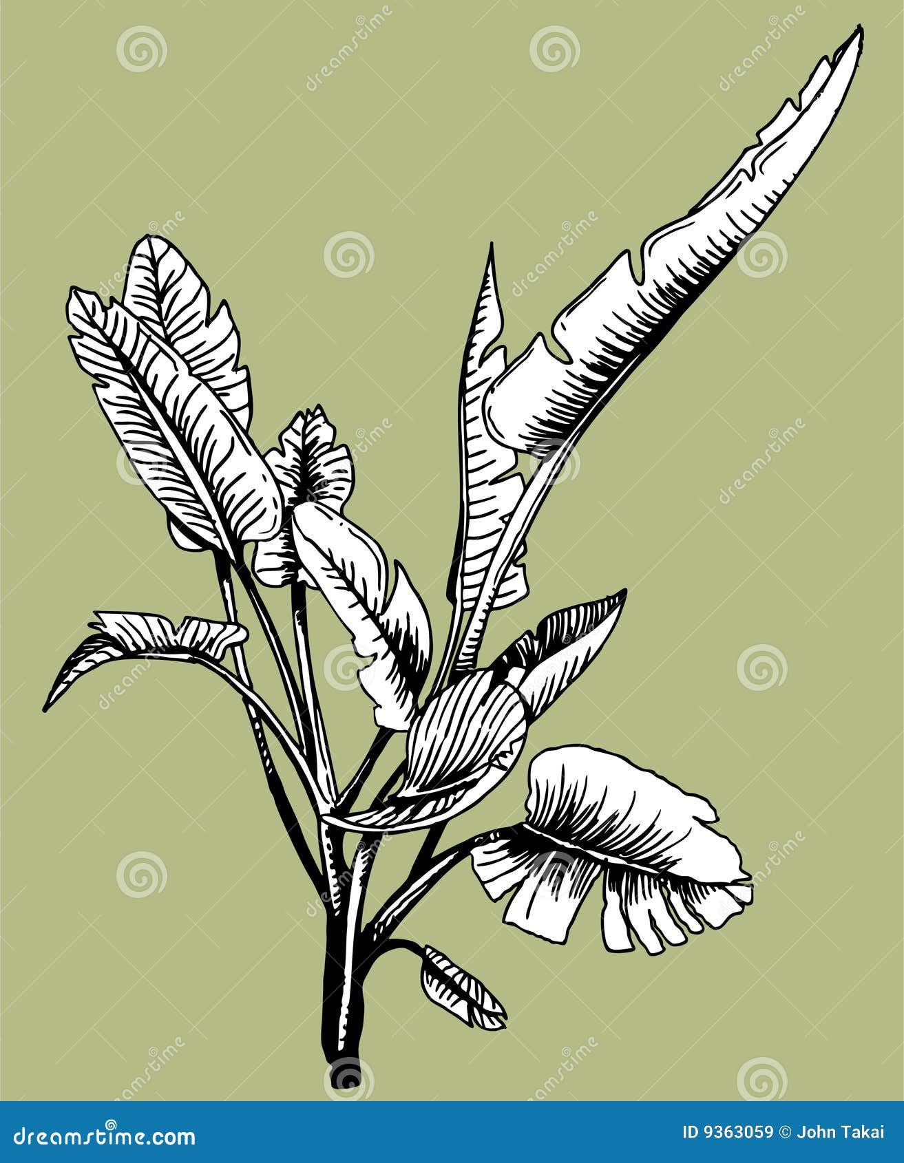 Jungle Plant Royalty Free Stock Images - Image: 9363059