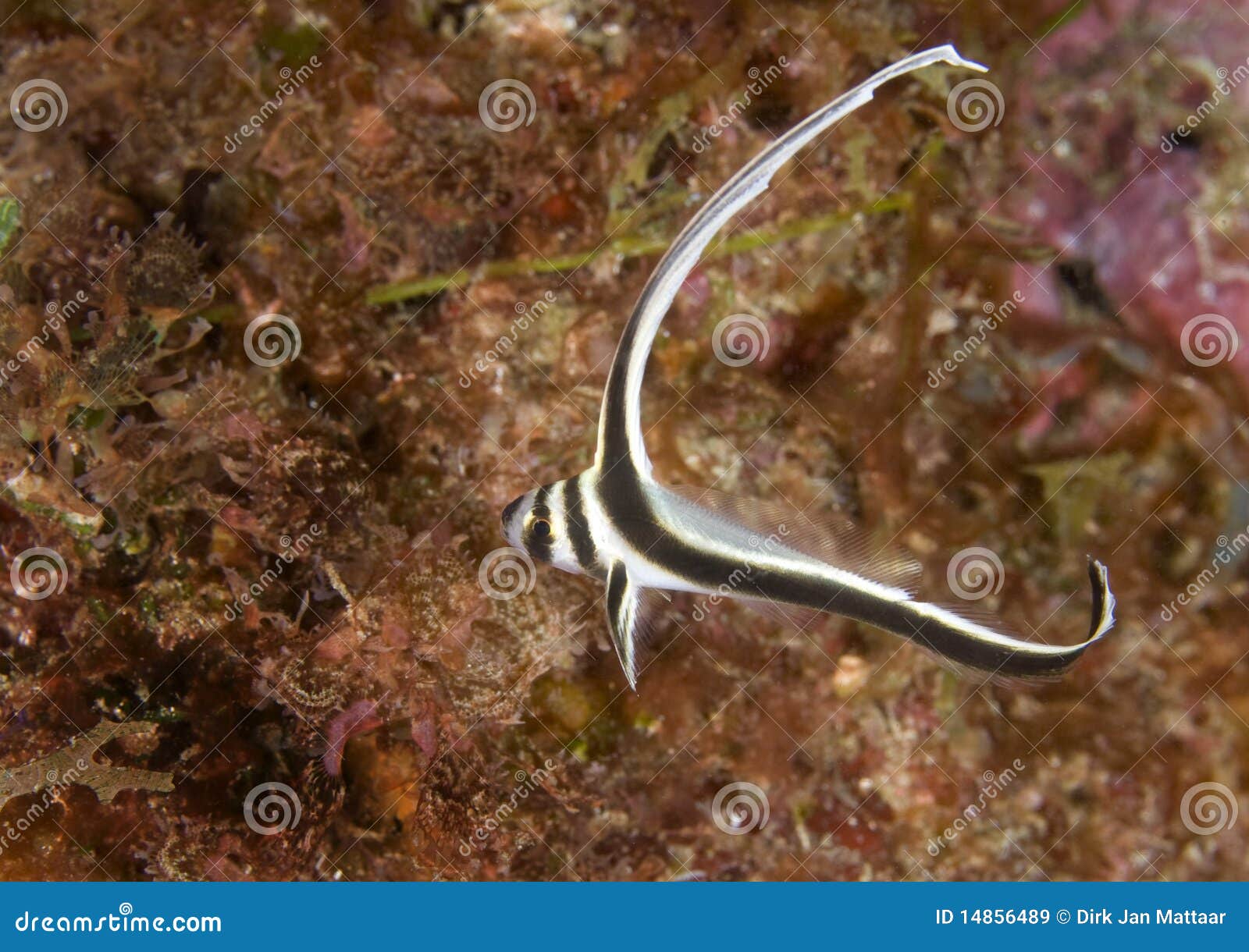 Juvenile Spotted Drum Royalty Free Stock Images Image 14856489