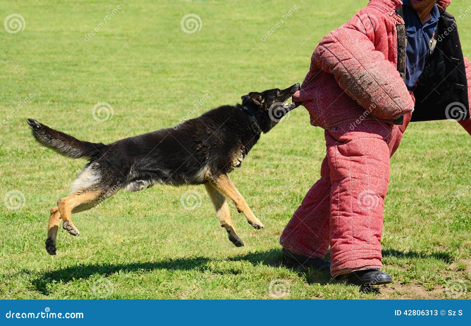 K9 Dog In Training, Attack Demonstration Stock Photo ...