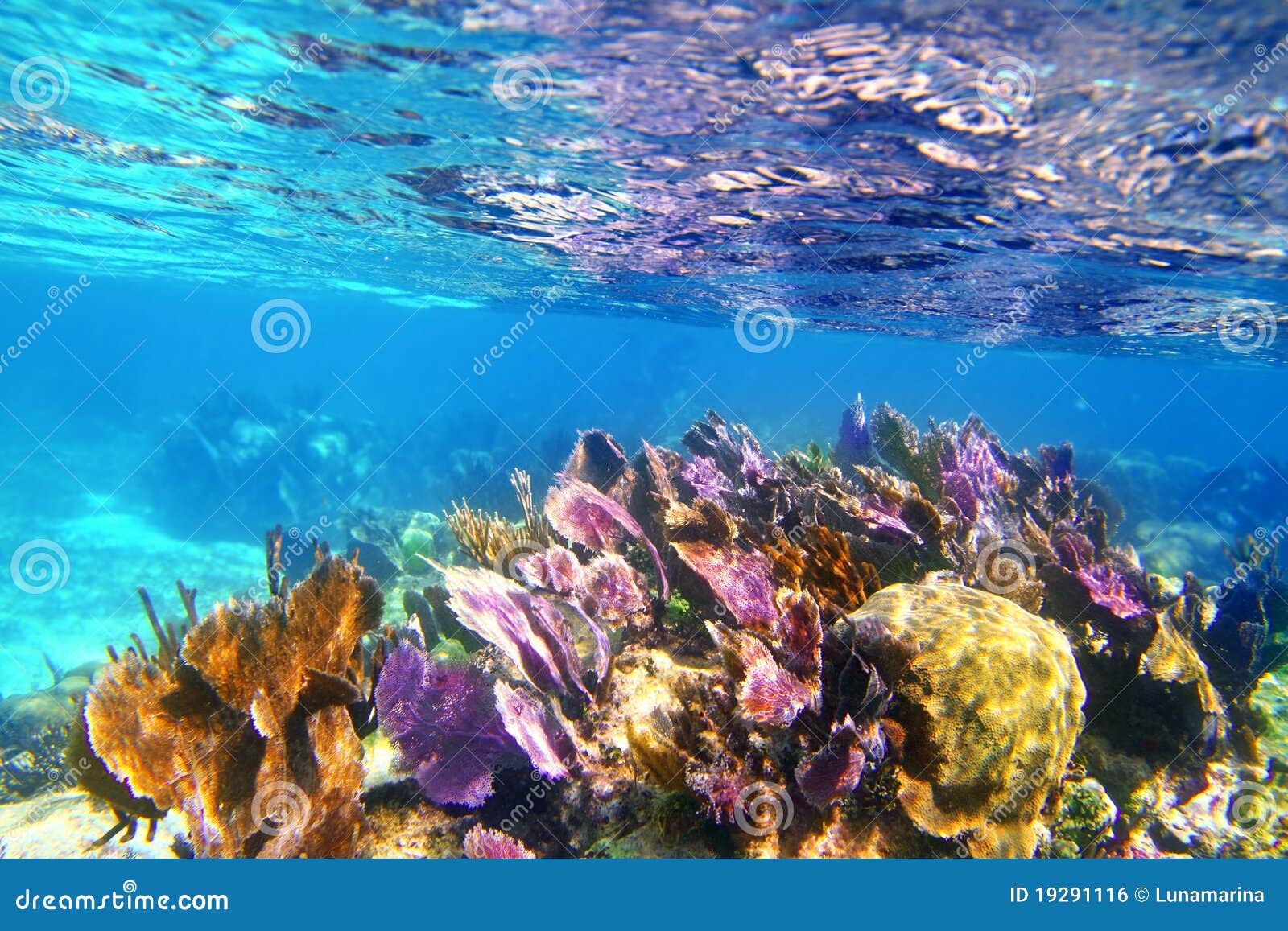 Website Designers Honolulu Website Designers Honolulu