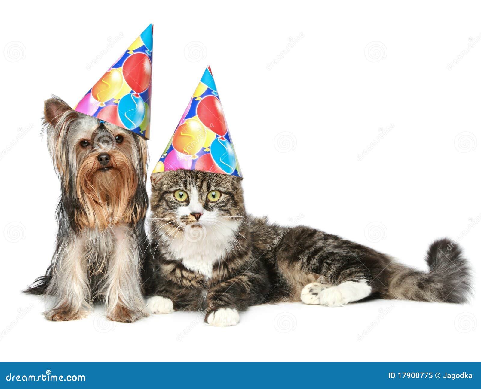 Sayings Based On Cats And Dogs Sayings Based On Cats And Dogs