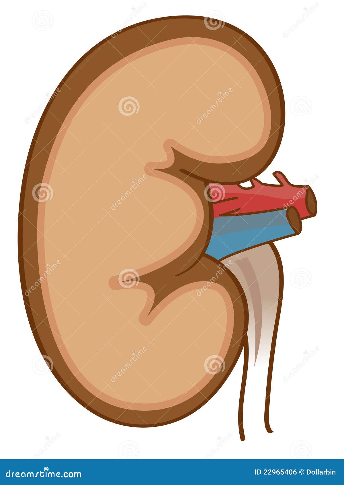 free cartoon kidney clipart - photo #19