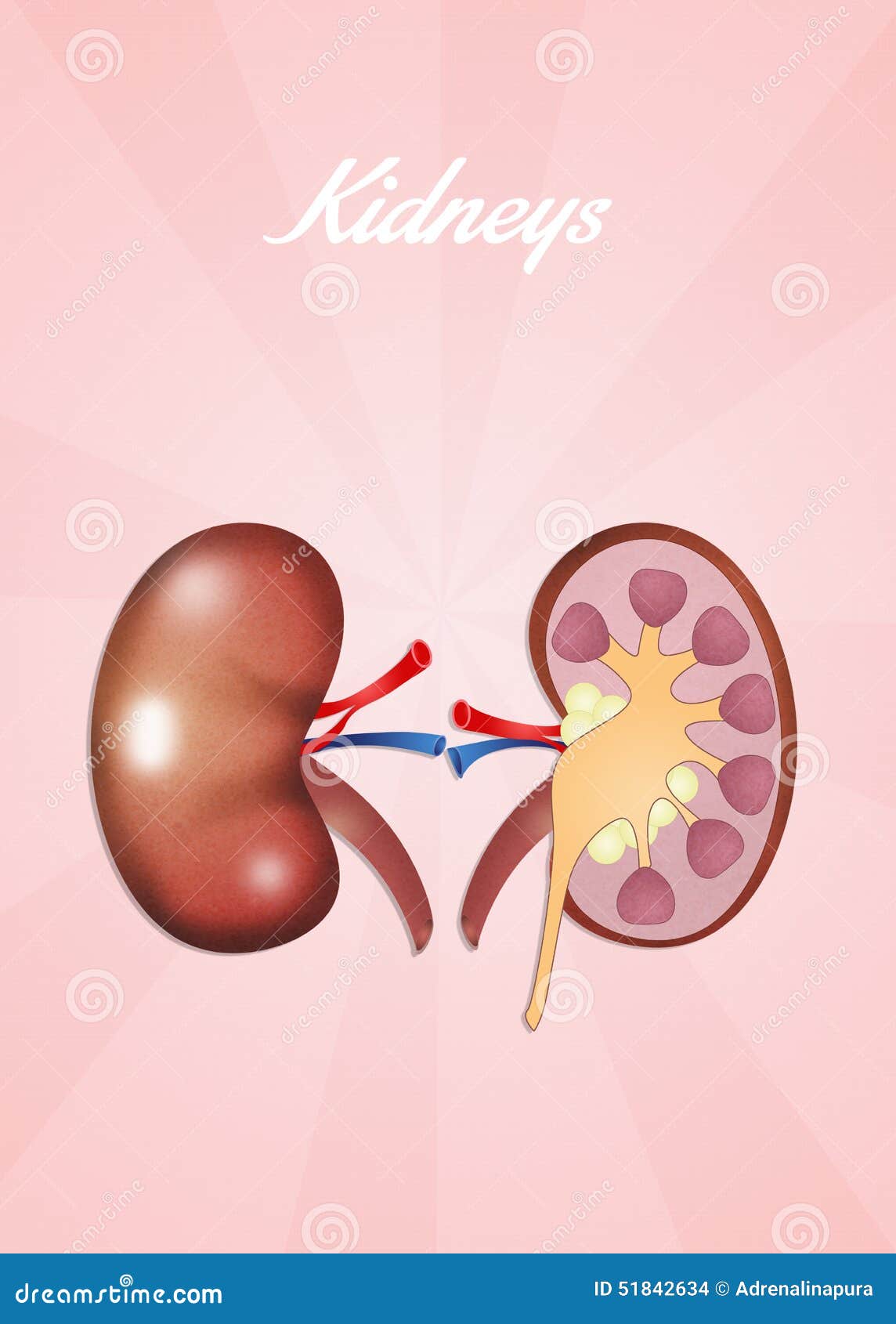funny kidney clipart - photo #34