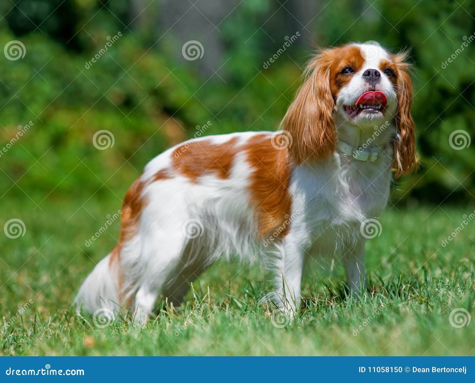 cavalier king charles spaniel clipart - photo #28