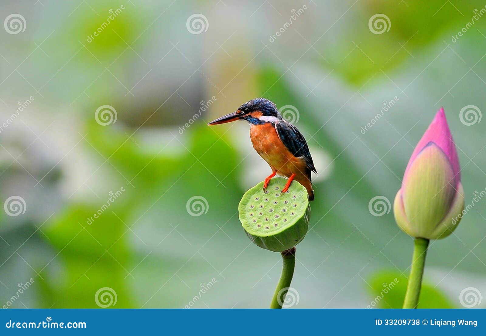 clipart kingfisher bird - photo #43