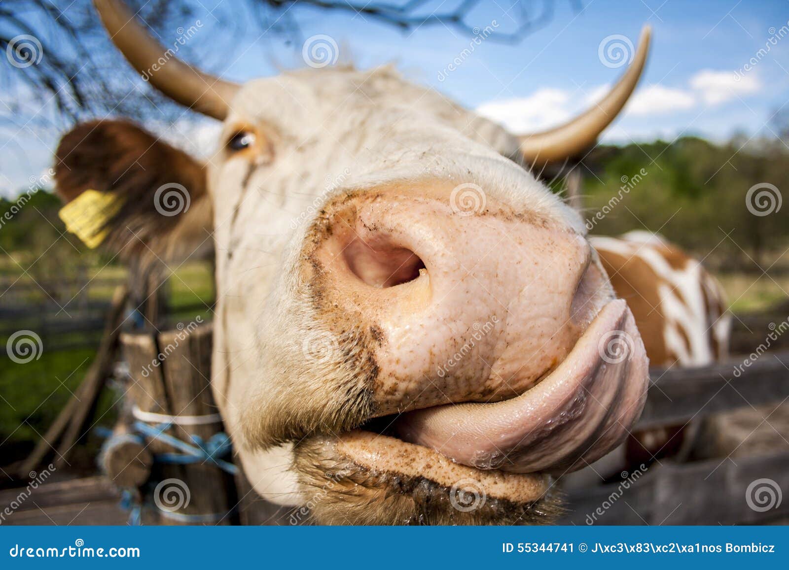 cow kisses clipart - photo #20